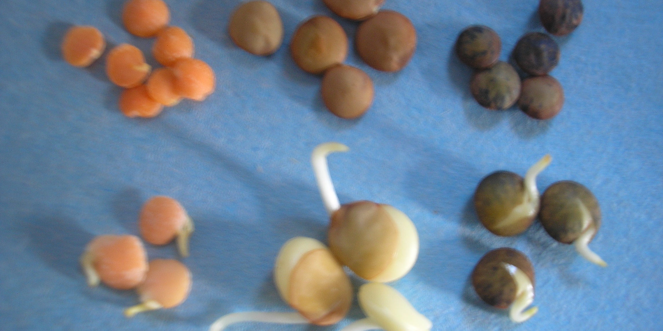 Lentils sprouted