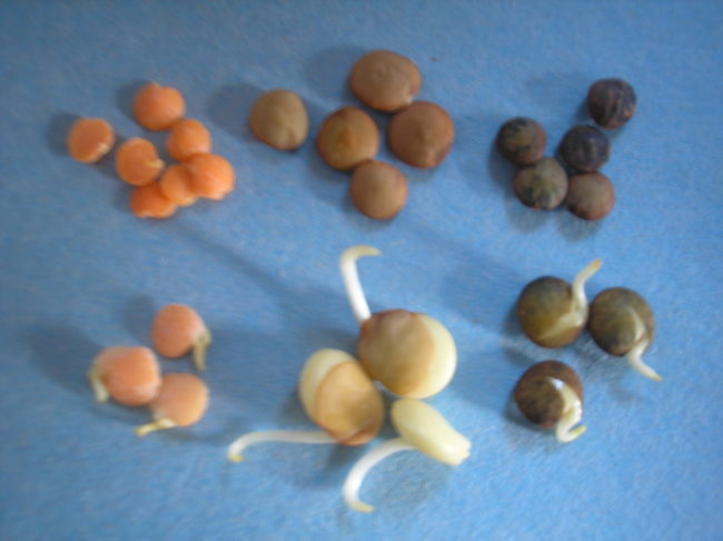 Lentils sprouted