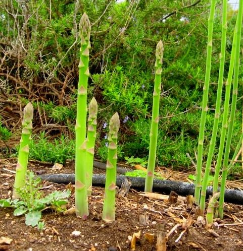 asparagus king of the garden