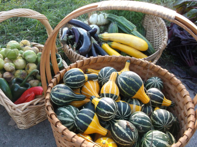 2013 harvest