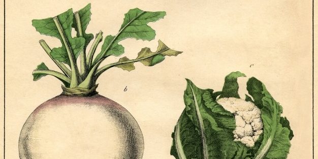 Botanical-Printable-Cabbage-GraphicsFairy-sm-791×1024
