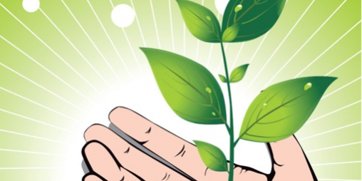 plant in hand