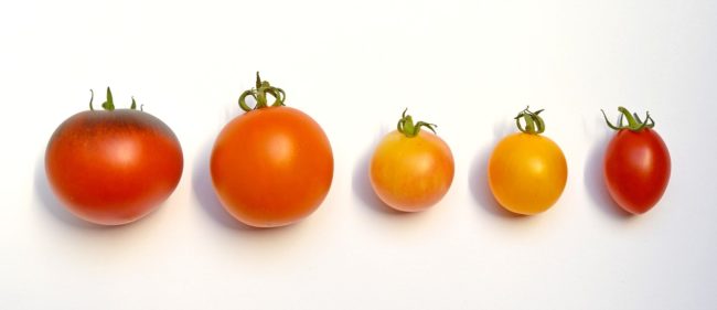 tomatoes