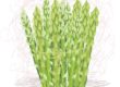 asparagus