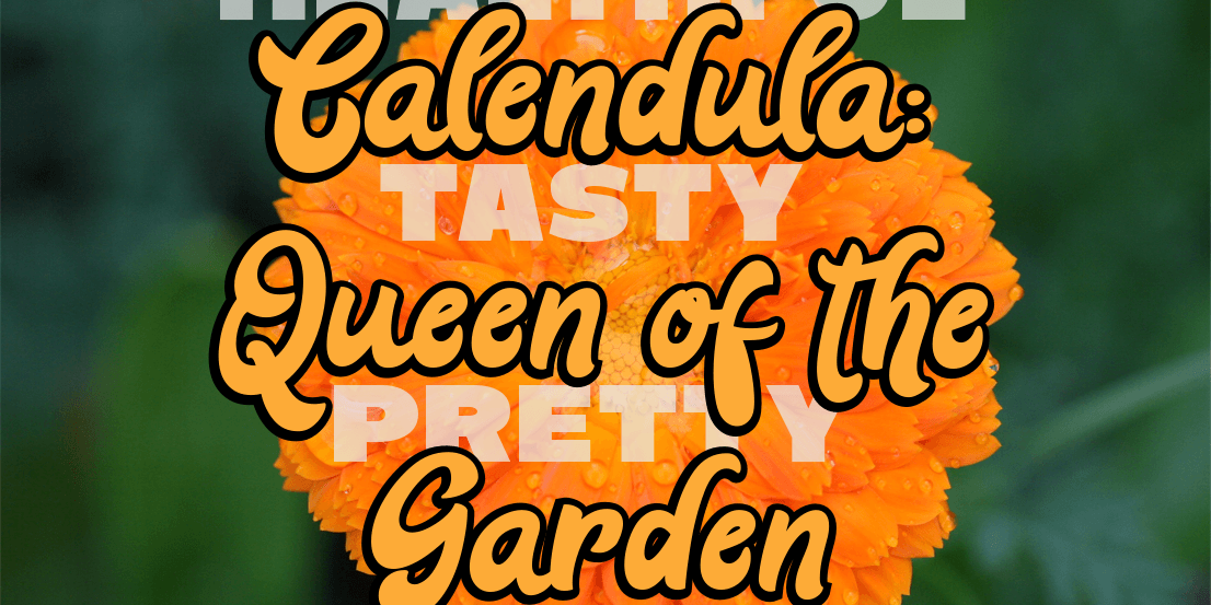 Calendula calendula queen of the garden