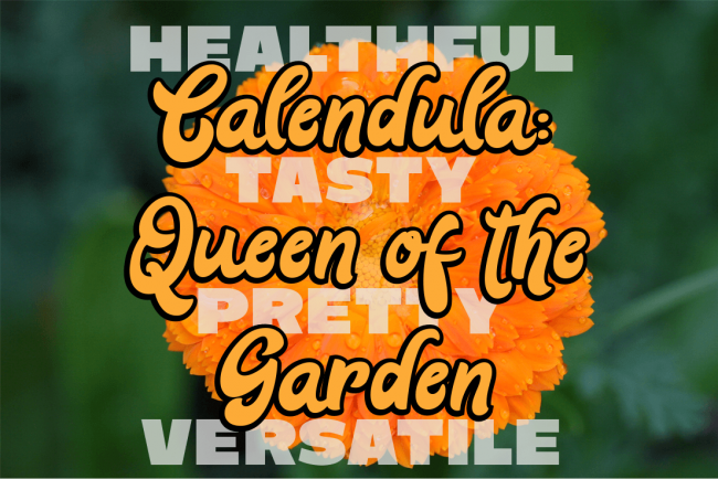 Calendula calendula queen of the garden