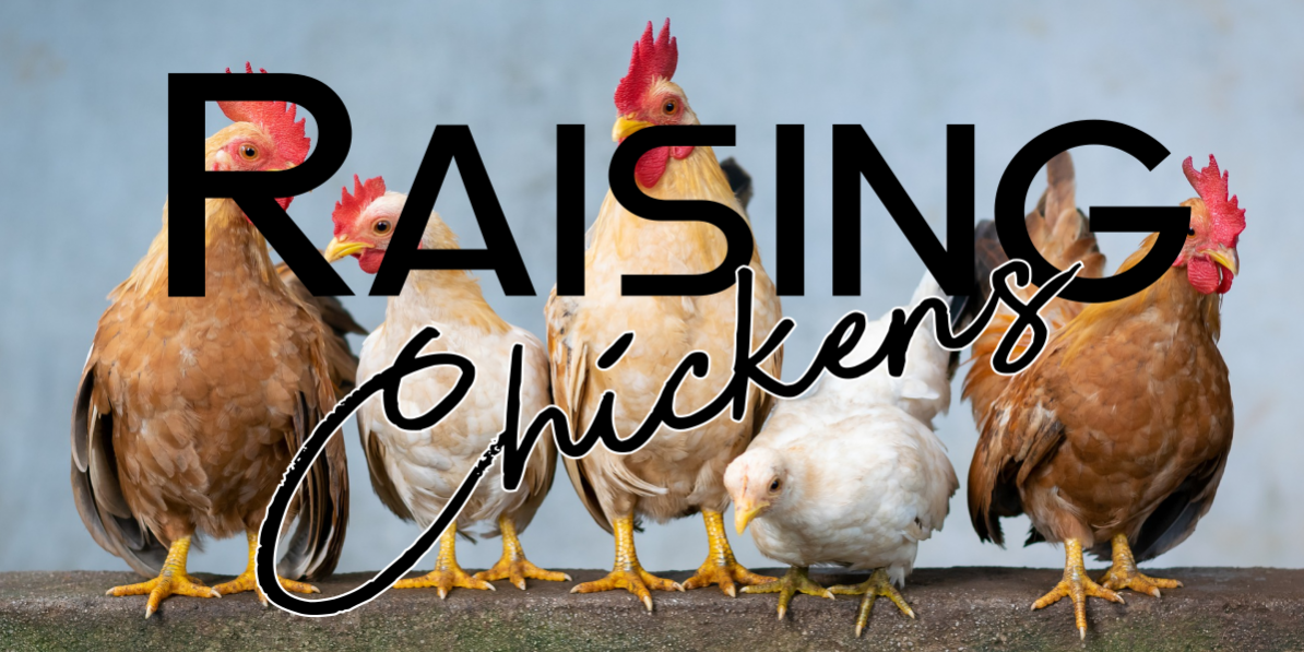 Raising Chickens
