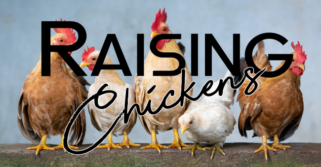 Raising Chickens